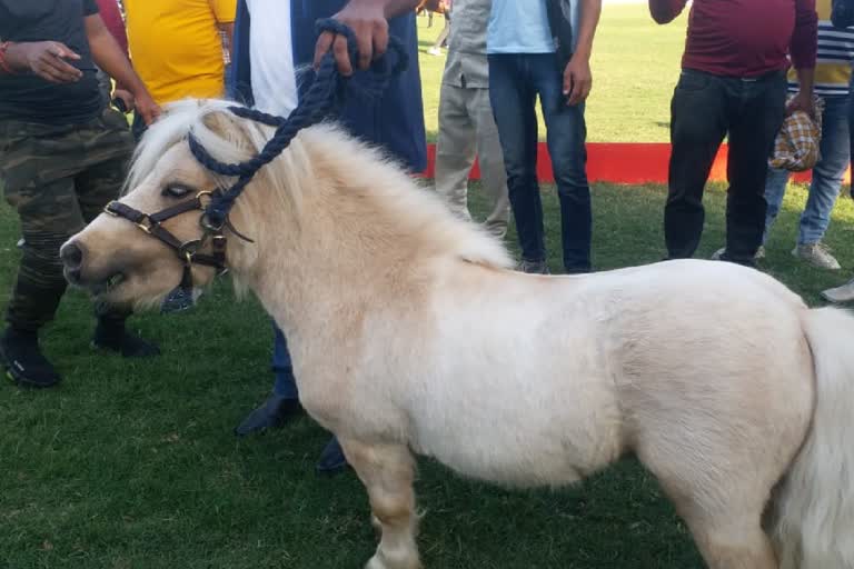 smallest horse falabella in rajasthan Horse Show