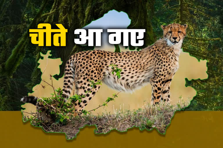 12 cheetah come to mp