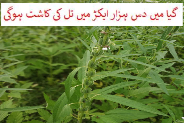 گیا میں دس ہزار ایکڑ میں تل کی کاشت ہوگی