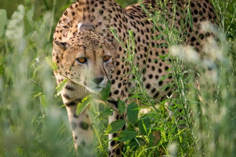 12 cheetahs from South Africa  12 cheetahs from South Africa lands  cheetahs from South Africa lands at Gwalior  cheetahs from South Africa lands at India  ಮೋದಿಗೆ ಧನ್ಯವಾದ ತಿಳಿಸಿದ ಸಿಎಂ  ದಕ್ಷಿಣ ಆಫ್ರಿಕಾದಿಂದ ಭಾರತಕ್ಕೆ ಬಂದ 12 ಚೀತಾಗಳು  ಚೀತಾ ಮರುಪರಿಚಯ ಯೋಜನೆ  ದಕ್ಷಿಣ ಆಫ್ರಿಕಾದಿಂದ 12 ಚೀತಾಗಳು ಭಾರತಕ್ಕೆ  ಕೇಂದ್ರ ಪರಿಸರ ಸಚಿವ ಭೂಪೇಂದರ್ ಯಾದವ್  7 ಗಂಡು ಮತ್ತು 5 ಹೆಣ್ಣು ಚಿರತೆಗಳು  ಕುನೊ ರಾಷ್ಟ್ರೀಯ ಉದ್ಯಾನವನ  ದಿ ಕುನೊ ನ್ಯಾಷನಲ್ ಪಾರ್ಕ್  ಸಿಎಂ ಶಿವರಾಜ್ ಸಿಂಗ್ ಚೌಹಾಣ್  ಪ್ರಧಾನಿ ನರೇಂದ್ರ ಮೋದಿ ಅವರಿಗೆ ಕೃತಜ್ಞತೆ