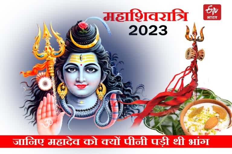 Mahashivratri 2023 Today is Mahashivaratri, know special importance of cannabis