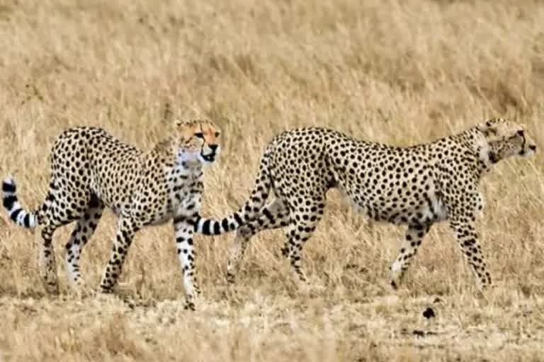expert told average age cheetah 8 to 10 years