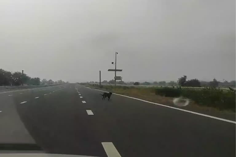 Stray Animals on Delhi Mumbai Expressway