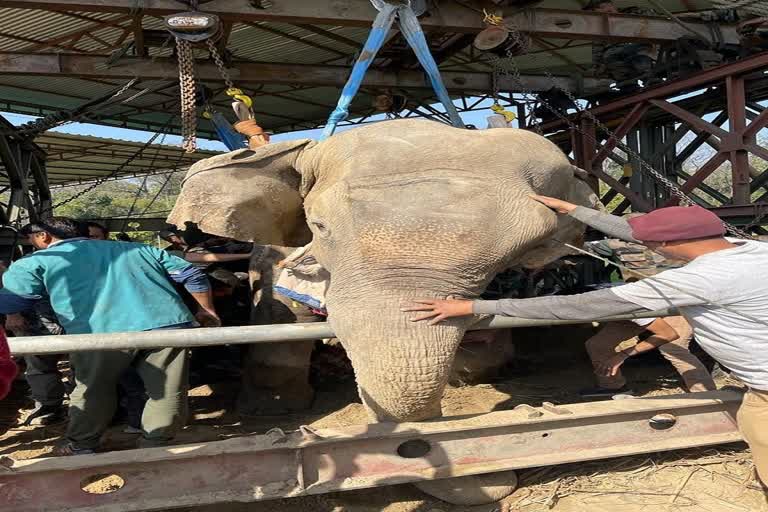 Moti elephant died due to infection in Ramnagar