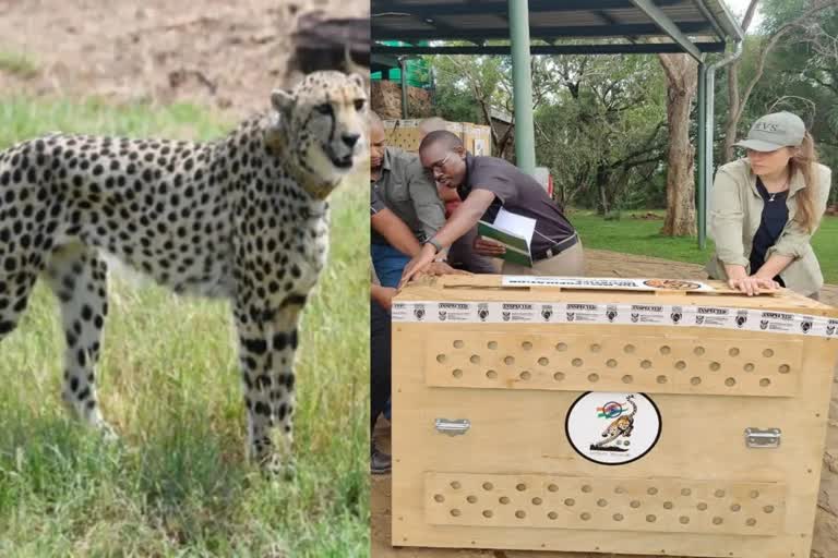 cheeta  project cheeta  twelve more cheetahs from south africa  cheetahs from south africa reached  kuno national park  Madhya Pradesh kuno national park  Namibia  translocation of cheetah  cheetah extinct  Narendra Modi  Shivraj Singh Chouhan  Bhupender Yadav  madyapradesh latest news  latest news today  പ്രൊജക്‌ട് ചീറ്റ  രണ്ടാം ബാച്ച് ചീറ്റ  എട്ട് ചീറ്റകളുടെ ആദ്യ ബാച്ചെത്തി  കുനോ ദേശീയോദ്യാനത്തില്‍  ചീറ്റപ്പുലികള്‍ക്ക് വംശനാശം  പ്രധാന മന്ത്രി  നരേന്ദ്ര മോദി  ശിവരാജ് സിങ് ചൗഹാനും  ഭൂപേന്തര്‍ യാദവും  മധ്യപ്രദേശ് ഏറ്റവും പുതിയ വാര്‍ത്ത  ഇന്നത്തെ പ്രധാന വാര്‍ത്ത  ഏറ്റവും പുതിയ ദേശീയ വാര്‍ത്ത