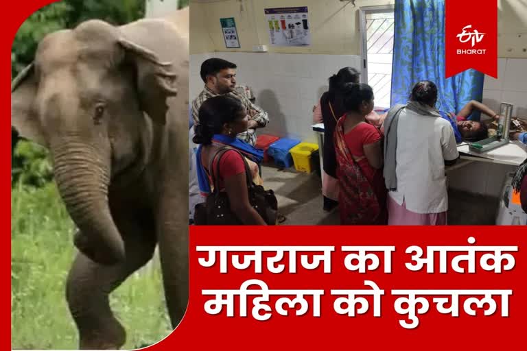Woman crushed to death by wild elephant in Latehar