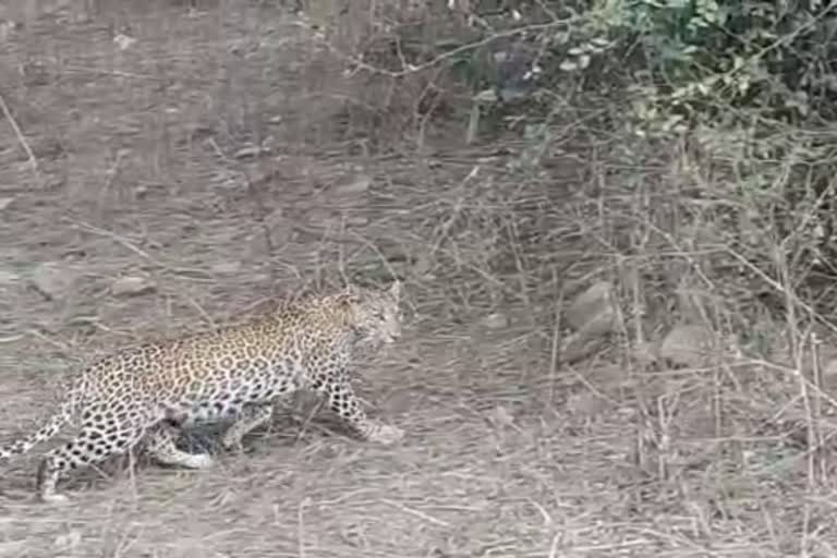 Sighting of Panther in Sariska