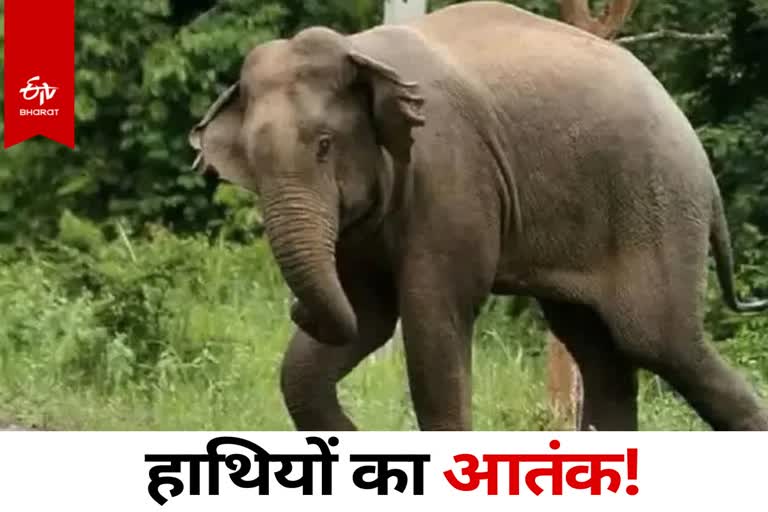 Elephants Terror in Jharkhand