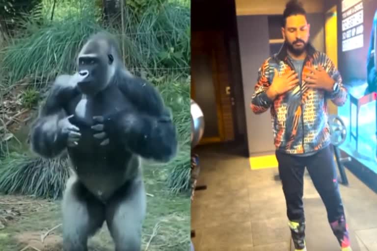 Yuvraj Singh copy gorilla warm up step