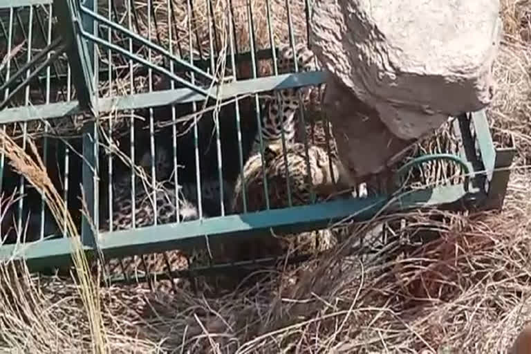 Forest Department team Captured Leopard