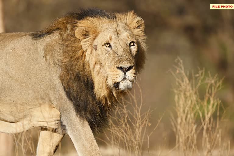 Video viral of Lions: અમરેલીના ઔદ્યોગિક એકમોમાં દેખાયા સિંહો, શિકાર ન મળતાં પરત ફર્યા