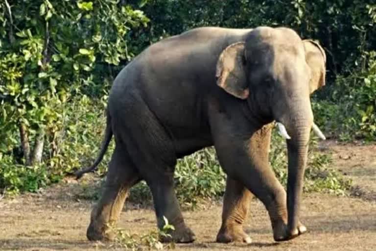 Elephants killed six people