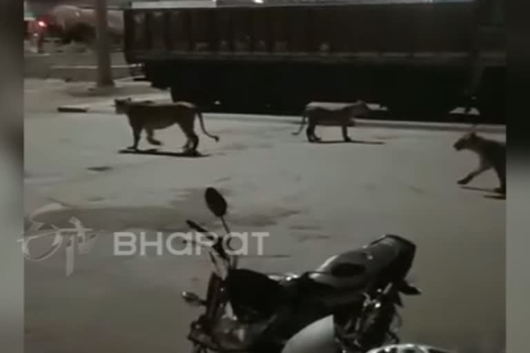 A herd of lions roaming the streets in Gujarat