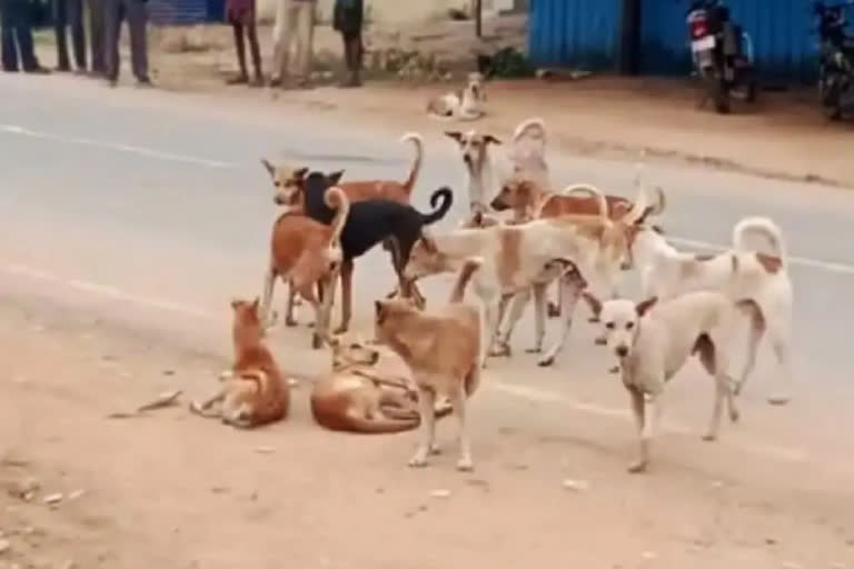 4 YRS OLD BOY WAS KILLED IN STRAY DOGS ATTACK IN HYDERABAD