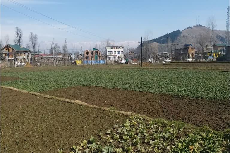 Organic Vegetable Farming