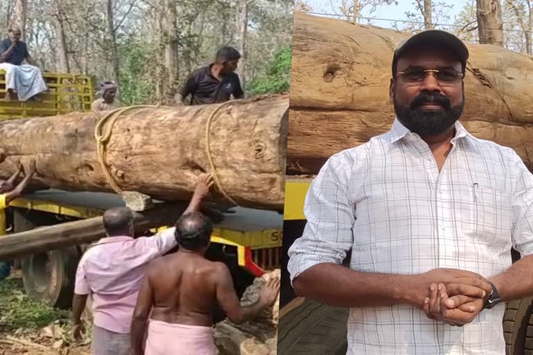 auction  teak tree record auction  malapuram teak tree auction  forest department auction  nedunkayam depo  latest news in Malappuram  latest news today  തേക്കുമരം  തേക്കുമരം ലേലം  നിലമ്പൂര്‍ തേക്ക്  നിലമ്പൂര്‍ തേക്ക് ലേലം  തിരുവനന്തപുരം സ്വദേശി അജീഷ്  വനം വകുപ്പ്  ഇ ലേലം  മലപ്പുറം ഏറ്റവും പുതിയ വാര്‍ത്ത  ഇ ലേലത്തില്‍ തേക്ക് വിറ്റു  ഇന്നത്തെ പ്രധാന വാര്‍ത്ത