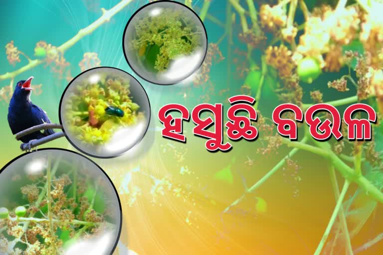 ବଉଳ ମହକରେ ମହକୁଛି କଳାହାଣ୍ଡି