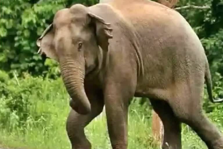 Elephant Terror in Jharkhand: ઝારખંડના પાંચ જિલ્લામાં ગજરાજનો આતંક, લાગુ કરાઈ કલમ-144