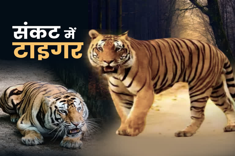 mp highest number of tiger deaths