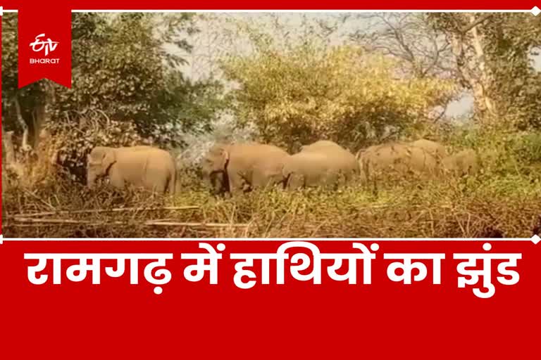 14 elephants reached in Ramgarh