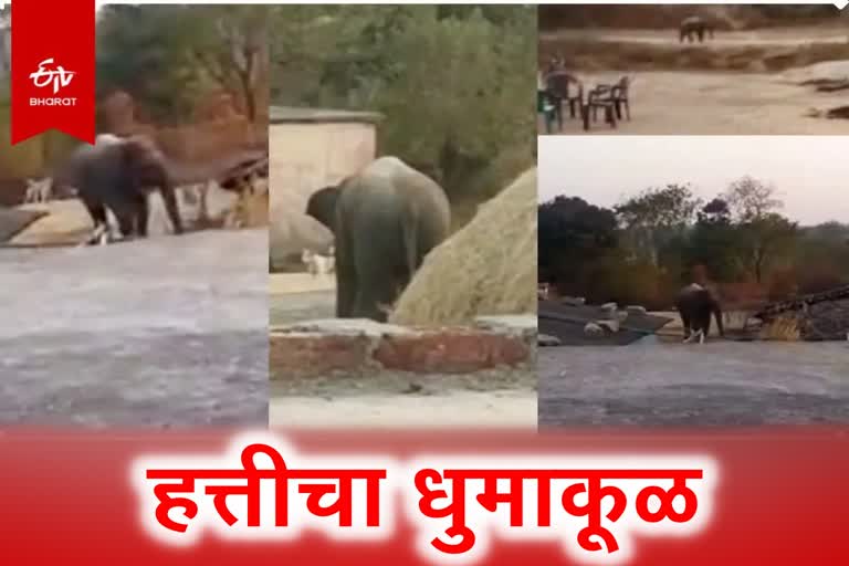 section 144 had to be imposed in itki jharkhand due to elephant terror, 14 killed so far in different district