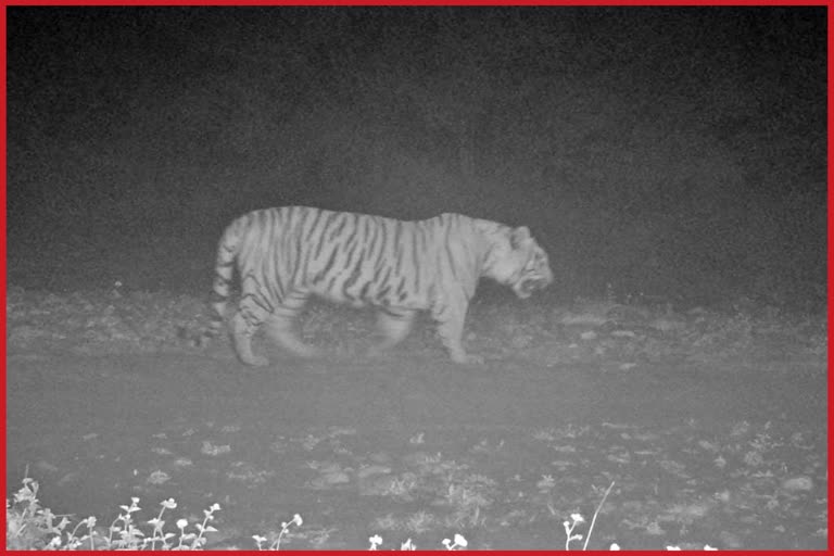 Tiger seen in Simbalbara Park