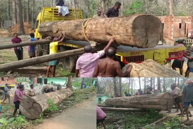 114 Year Old Teak Tree Sold In Lakhs