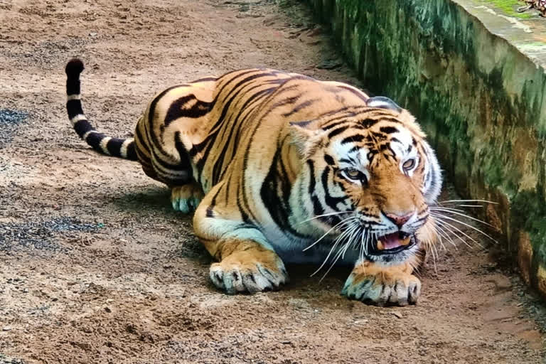 Madhya Pradesh lost 34 tigers