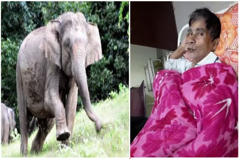 A man Injured in wild elephant attack