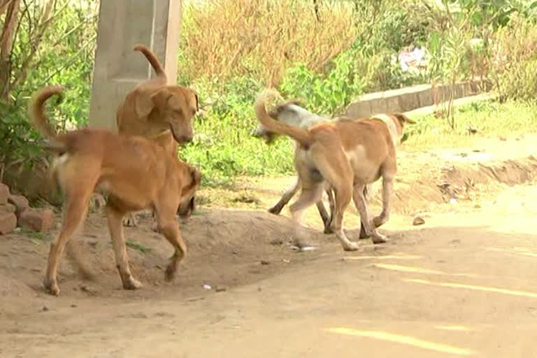 Dogs Attack Boy in Chaitanyapuri