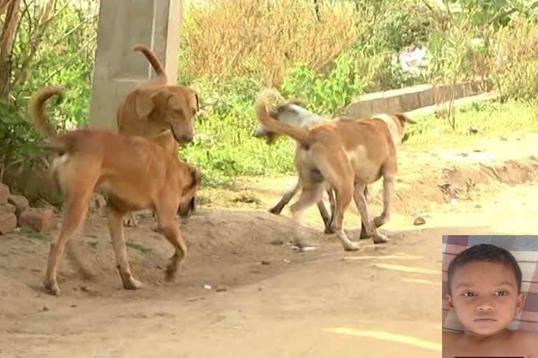 ஹைதராபாத்தில் மீண்டும் ஒரு சிறுவன் தெருநாய்களால் தாக்கப்பட்டான்