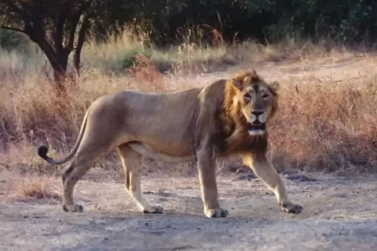 Five lions ran away in fear of the bull