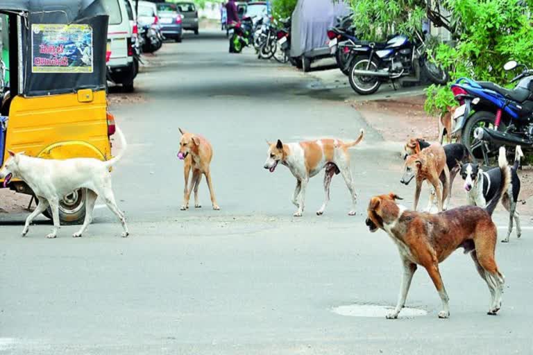 Stray Dogs Attack Child