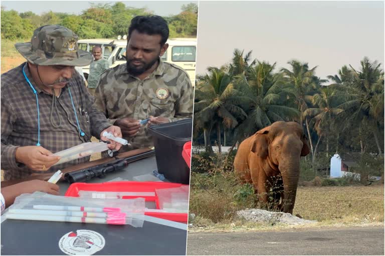 Wild elephant entered the farm and residential area