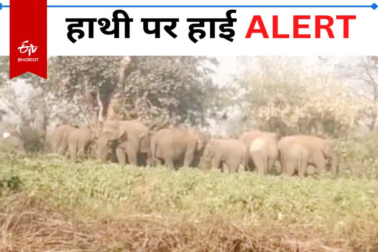 section-144-imposed-regarding-elephant-in-lohardaga