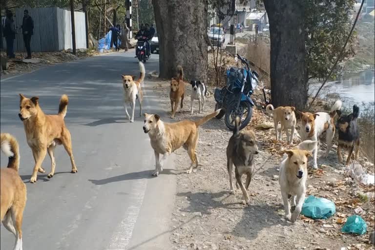 اننت باگ میں آوارہ کتوں سے عوام میں خوف و ہراس کا ماحول