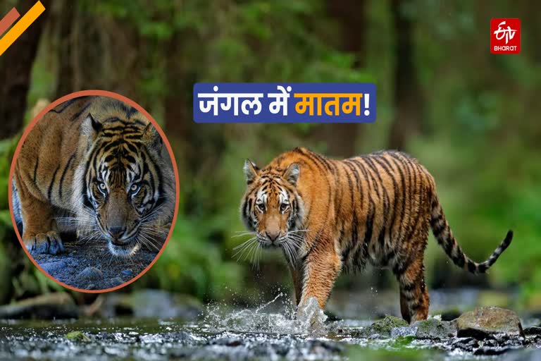 Tiger Project in Uttarakhand
