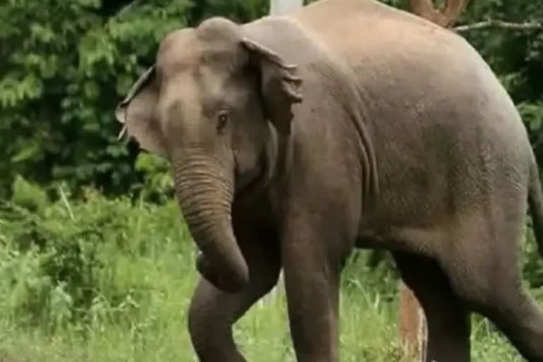 elephant crush examinee on way to exam