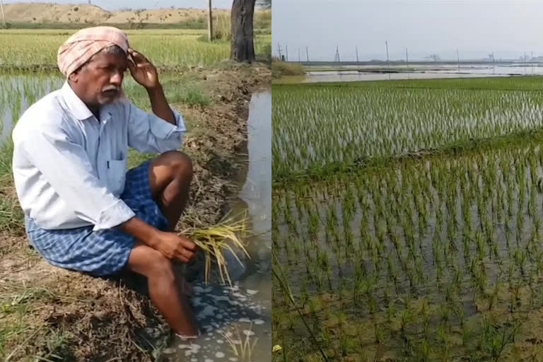 నీట మునిగిన పంట పొలాలు