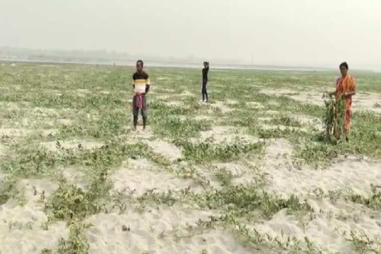 Watermelon Field  ETV Bharat