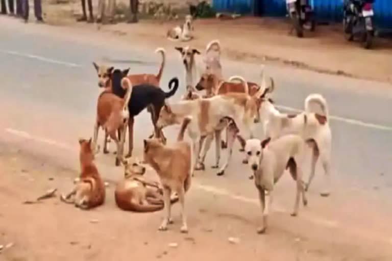 Stray Dogs Attack in surat