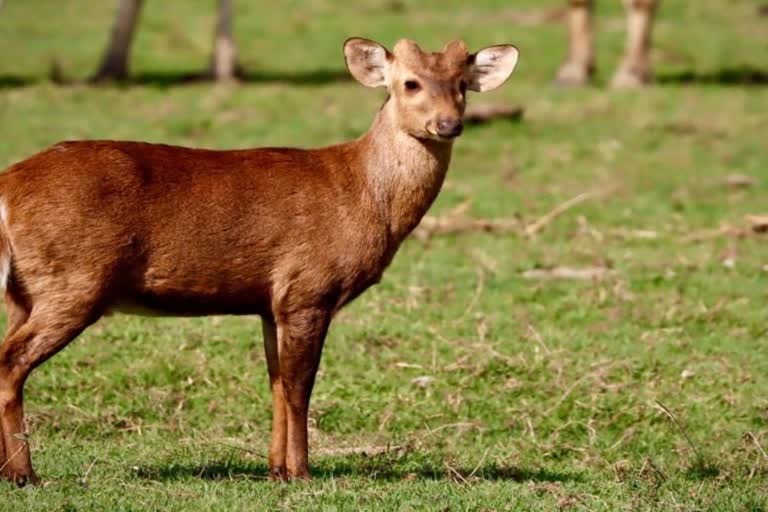 Hog deer sighting in Bharatpur