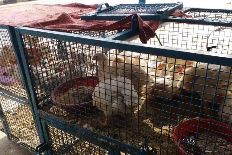 Chicken sales decreased in Jharkhand