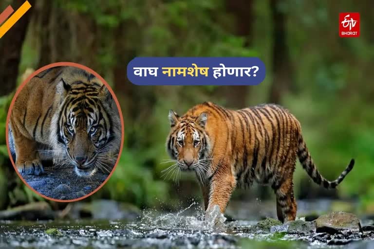 Tiger Deaths In India