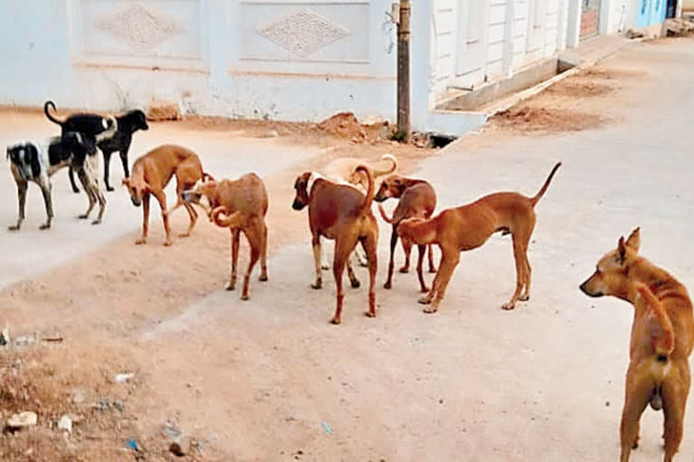 Street Dog Attacks In Telangana