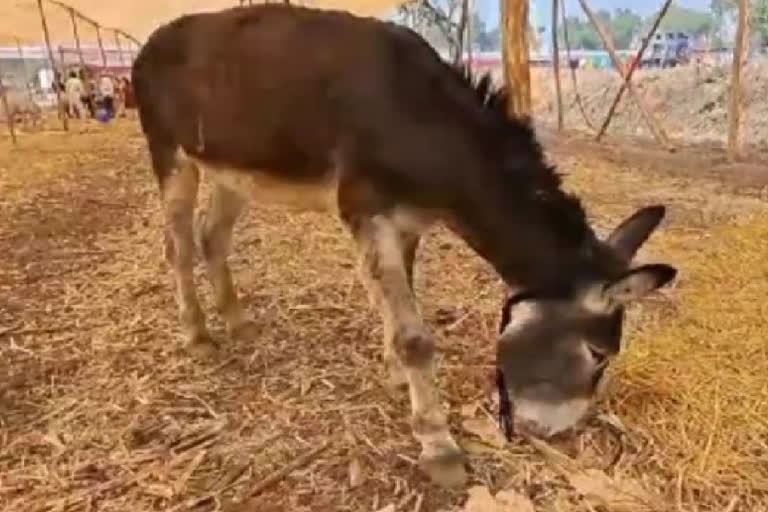 donkey exhibition