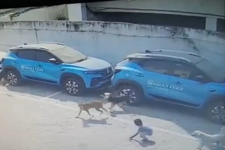 stray dog attack in Telengana  Canine terror rocks Telangana  കുരച്ച് ചാടുന്ന രോഷം  തെലങ്കാനയില്‍ തെരുവ് നായ ശല്യം  ഒറ്റ ദിവസം കടിയേറ്റത് 16 പേര്‍ക്ക്  ഹൈദരാബാദ് വാര്‍ത്തകള്‍  telengana news updates  latest news in telengana  stray dog attack  stray dog attack news  stray dog attack updates  stray dog attack death  stray dog attack in Hyderabad  Hyderabad news updates  തെരുവ് നായ ആക്രമണത്തില്‍ പരിക്ക്