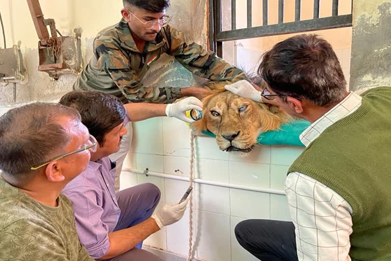 Lion Riyaz at Machia Biological Park Jodhpur