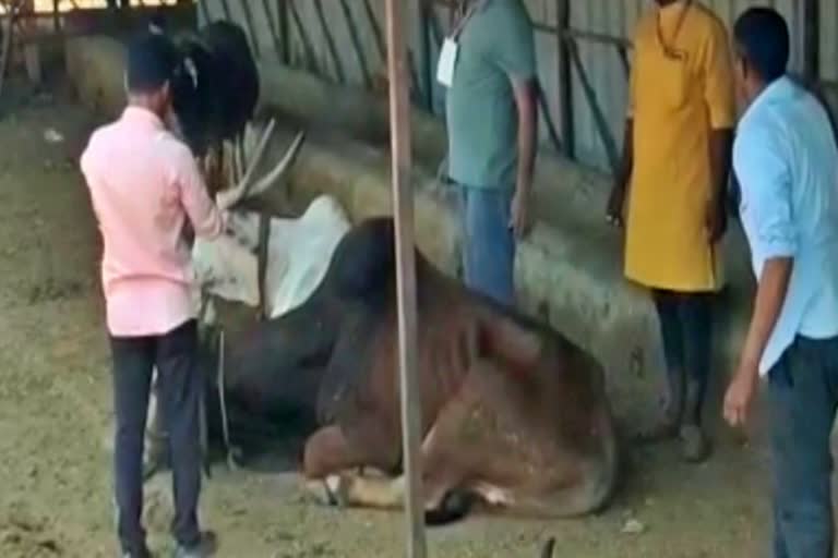 cows-died-in-kolhapur-maharashtra