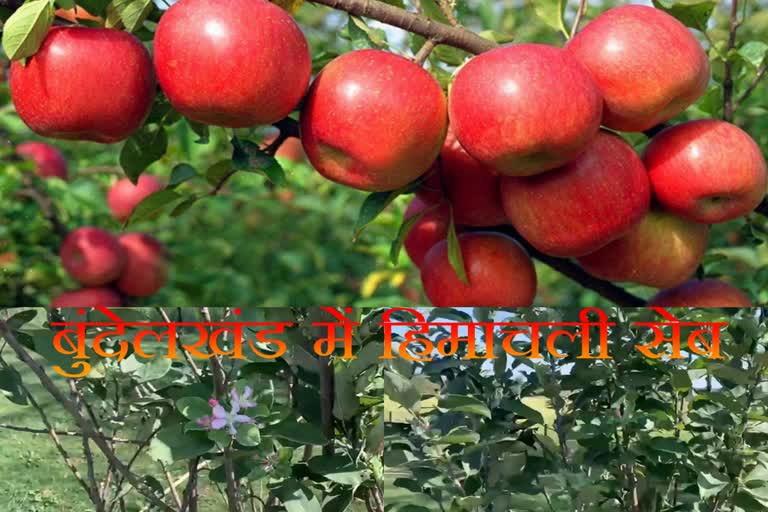 Himachal Pradesh Apple cultivation